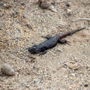 Image of Liolaemus silvai Ortiz 1989