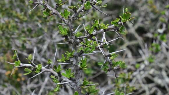 Image of Gymnosporia capitata (E. Mey. ex Sond.) Sim