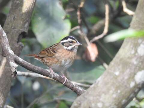 صورة Emberiza tristrami Swinhoe 1870