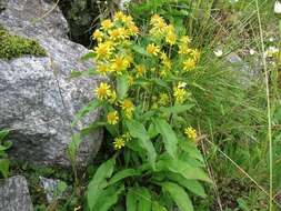 Plancia ëd Solidago virgaurea subsp. minuta (L.) Arcangeli