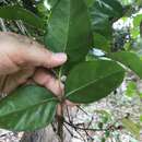 Image of Tetrastigma nitens (F. Müll.) Planchon