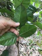 Image of Tetrastigma nitens (F. Müll.) Planchon