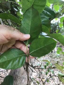 Tetrastigma nitens (F. Müll.) Planchon的圖片