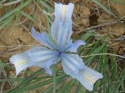 Image of Iris tenuifolia Pall.