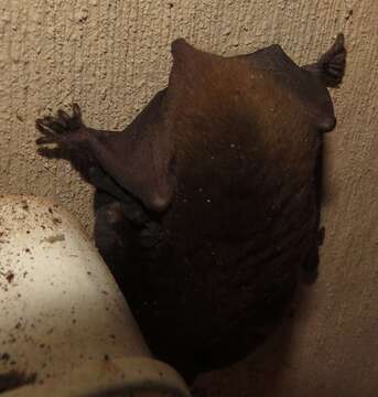 Image of African Yellow Bat