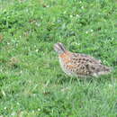 Image of Painted Buttonquail