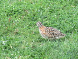 Image of Painted Buttonquail