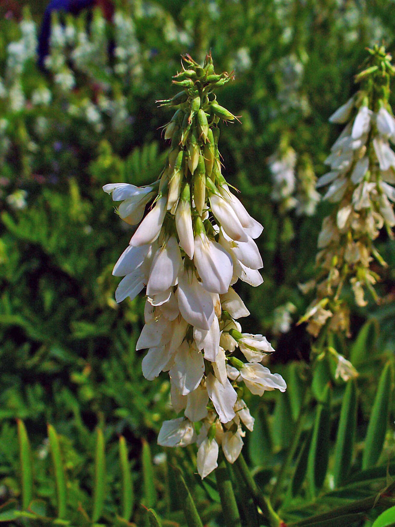 Image of Goat's rue