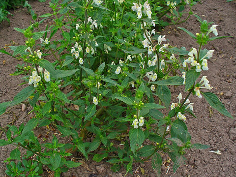 Image of Downy Hemp-nettle