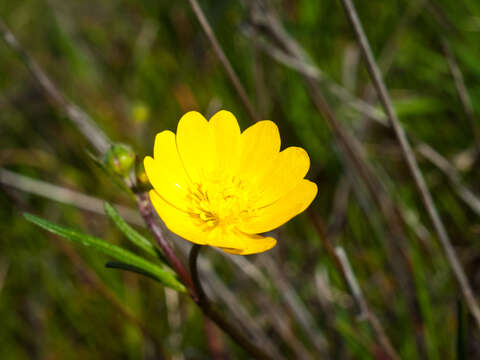 Image de Ranunculus californicus Benth.