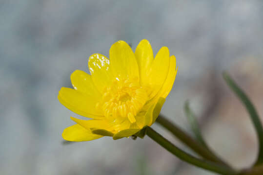 Image of California buttercup