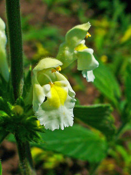 Image of Downy Hemp-nettle