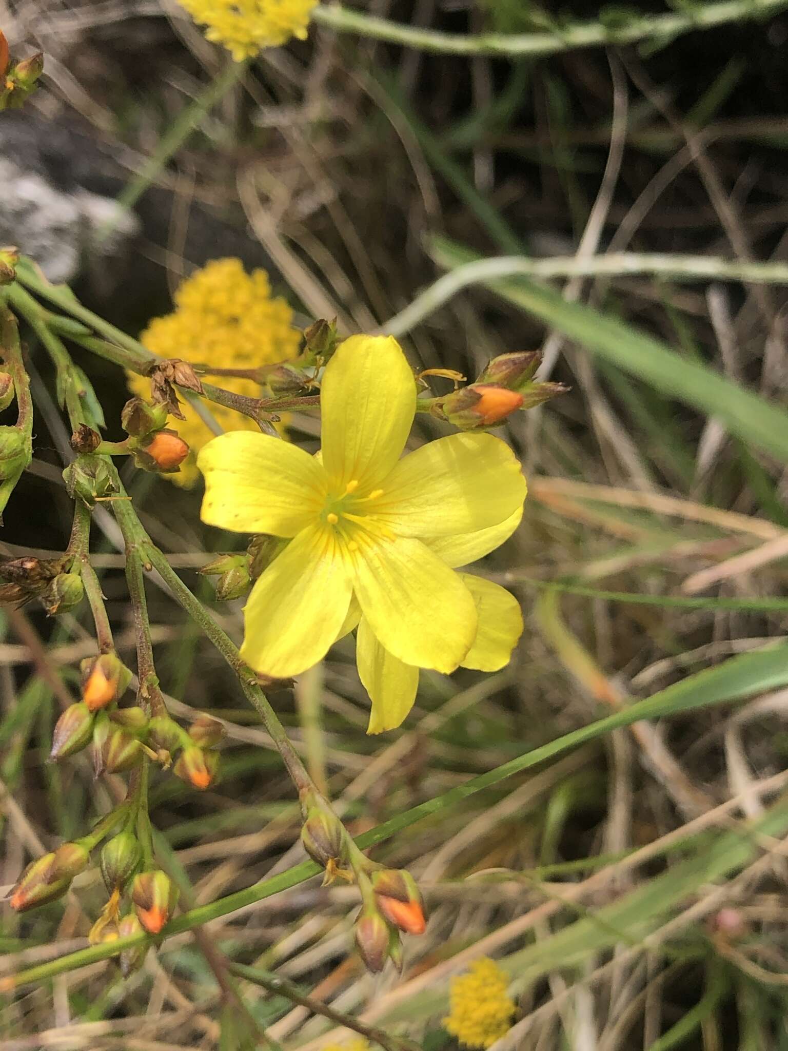 Plancia ëd Linum africanum L.