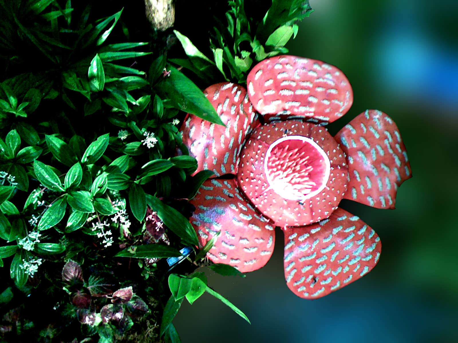 Image of Rafflesia schadenbergiana Goepp. ex Hieron.
