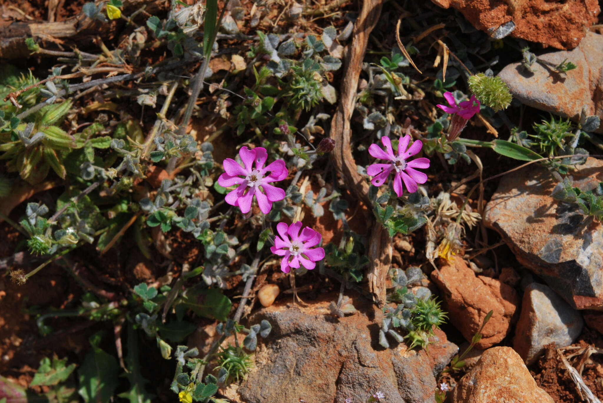 Imagem de Silene colorata subsp. colorata