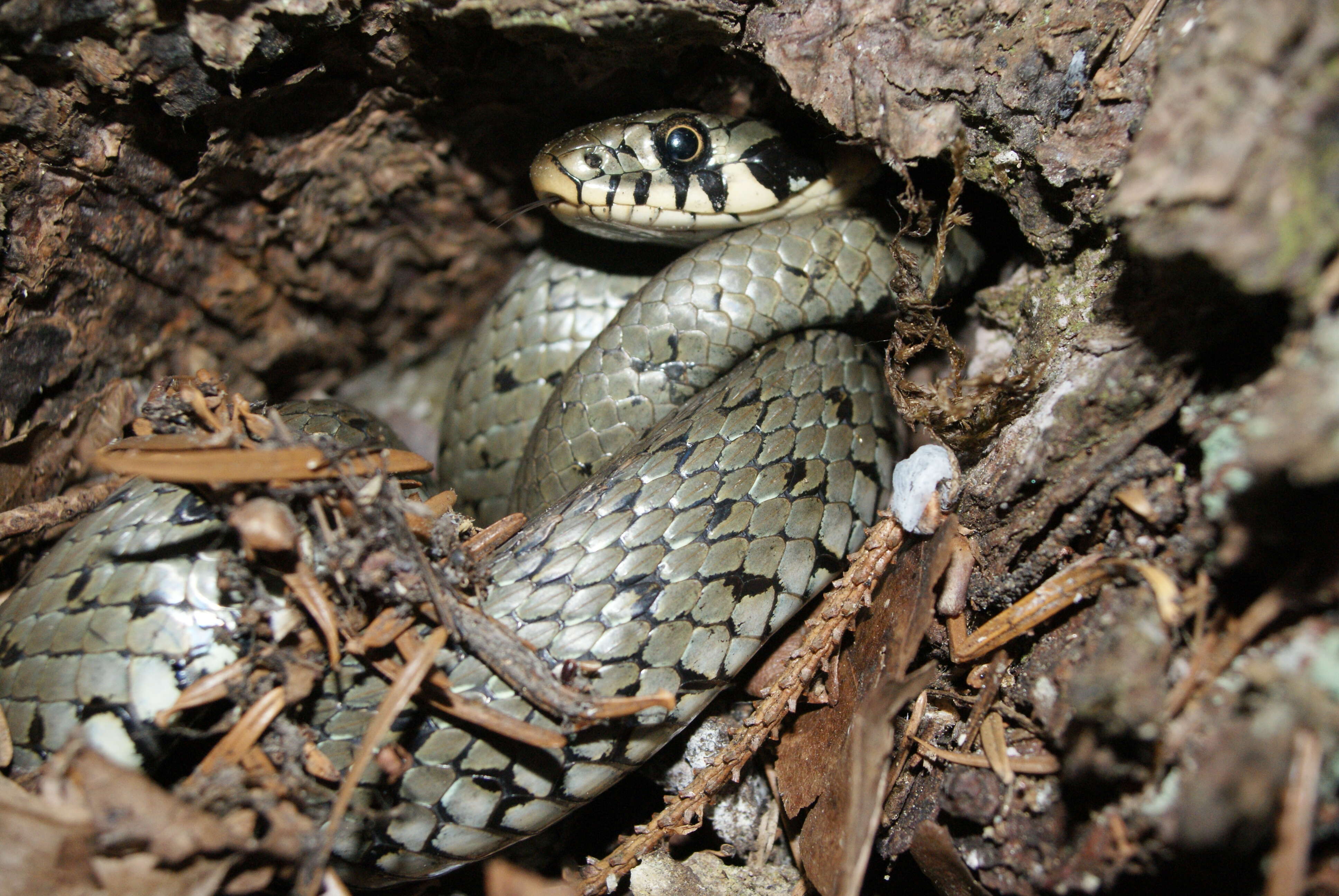 Image of Grass Snake