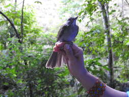 Image of Pale-breasted Thrush