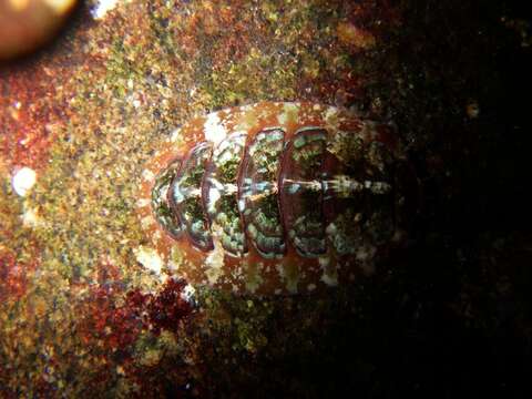 Image of Dendrochiton Berry 1911