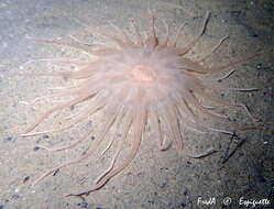 Image of burrowing anemone