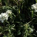 Image of Erysimum concinnum Eastw.