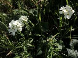 Image of Erysimum concinnum Eastw.