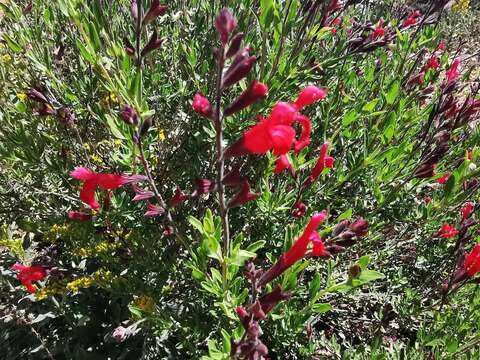 Image of autumn sage