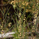 Image de Acacia stricta (Andrews) Willd.