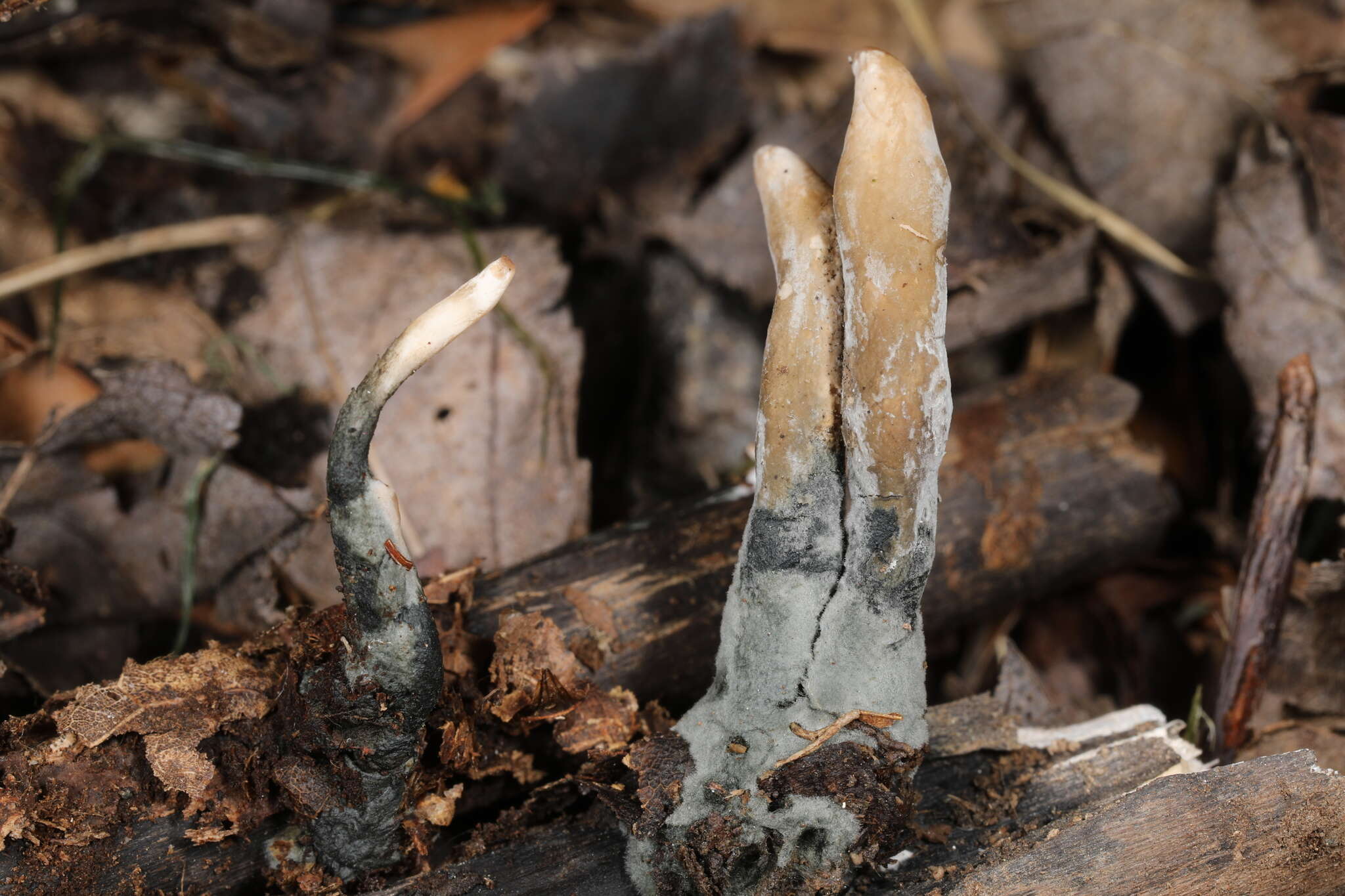 Image of Xylaria vasconica J. Fourn. & M. Stadler 2011