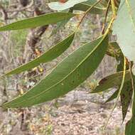 Image of Eucalyptus umbra F. Müll. ex R. T. Baker