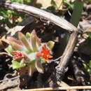 Image of red monardella