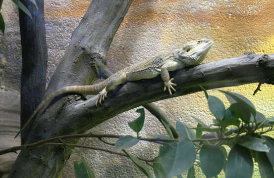 Image of Central bearded dragon