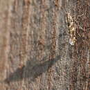 Image of privet leaf miner