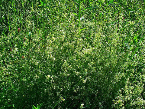 Plancia ëd Galium mollugo L.