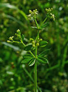 Image of White bedstraw