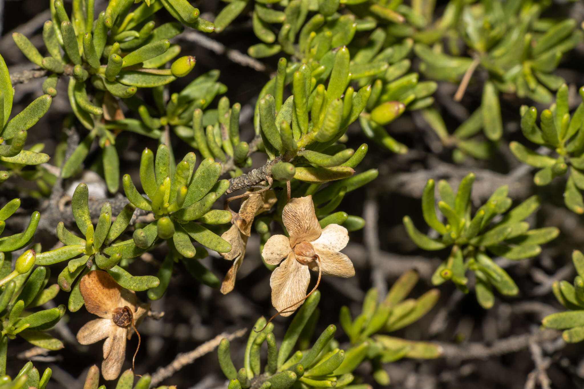 Imagem de Eremophila alternifolia R. Br.