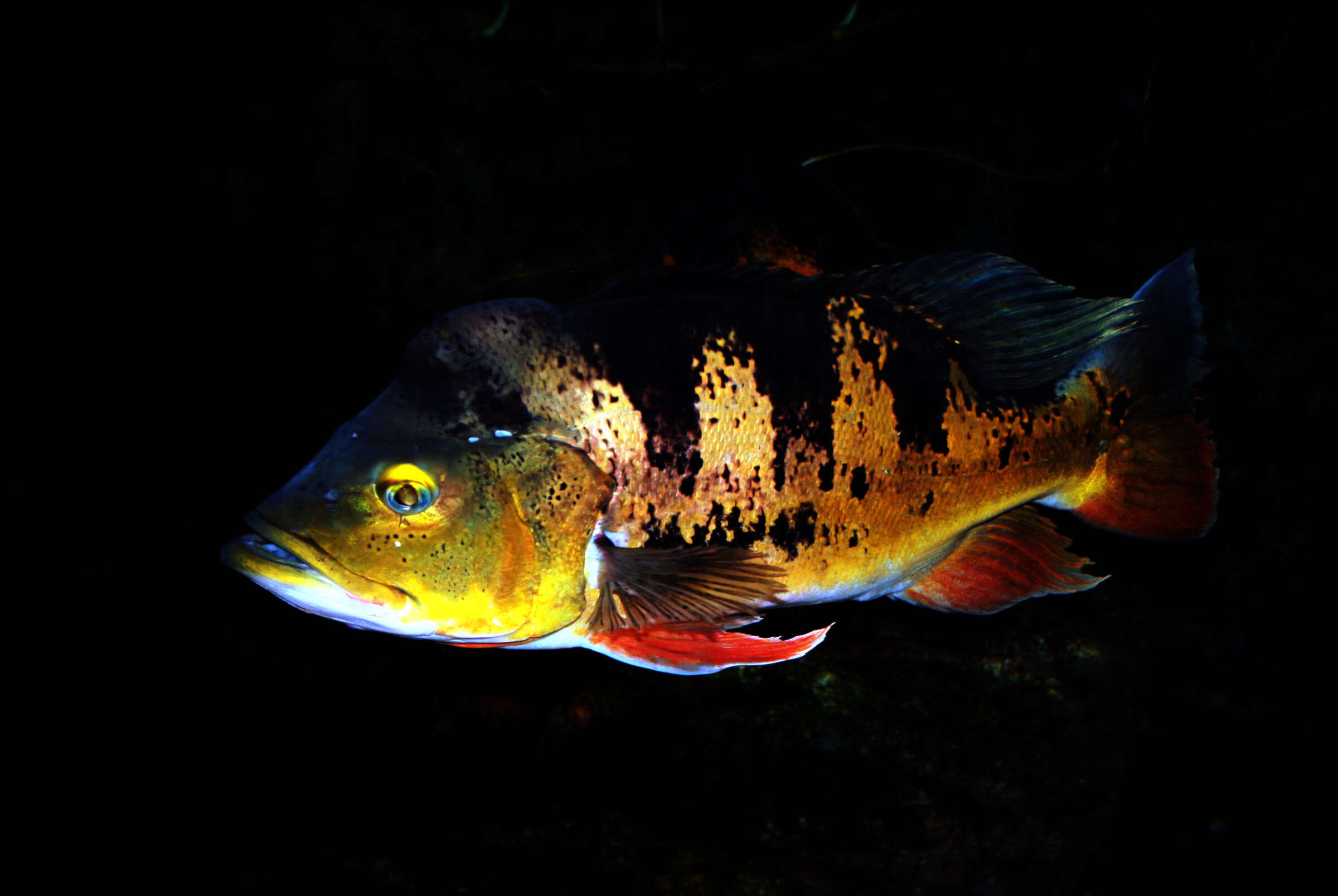 Image of Butterfly peacock bass