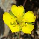 Image of sheep cinquefoil