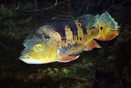 Image of Butterfly peacock bass