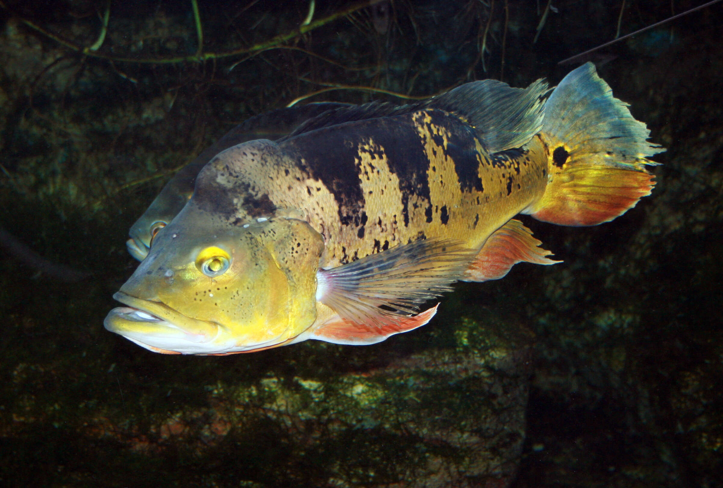 Image of Butterfly peacock bass