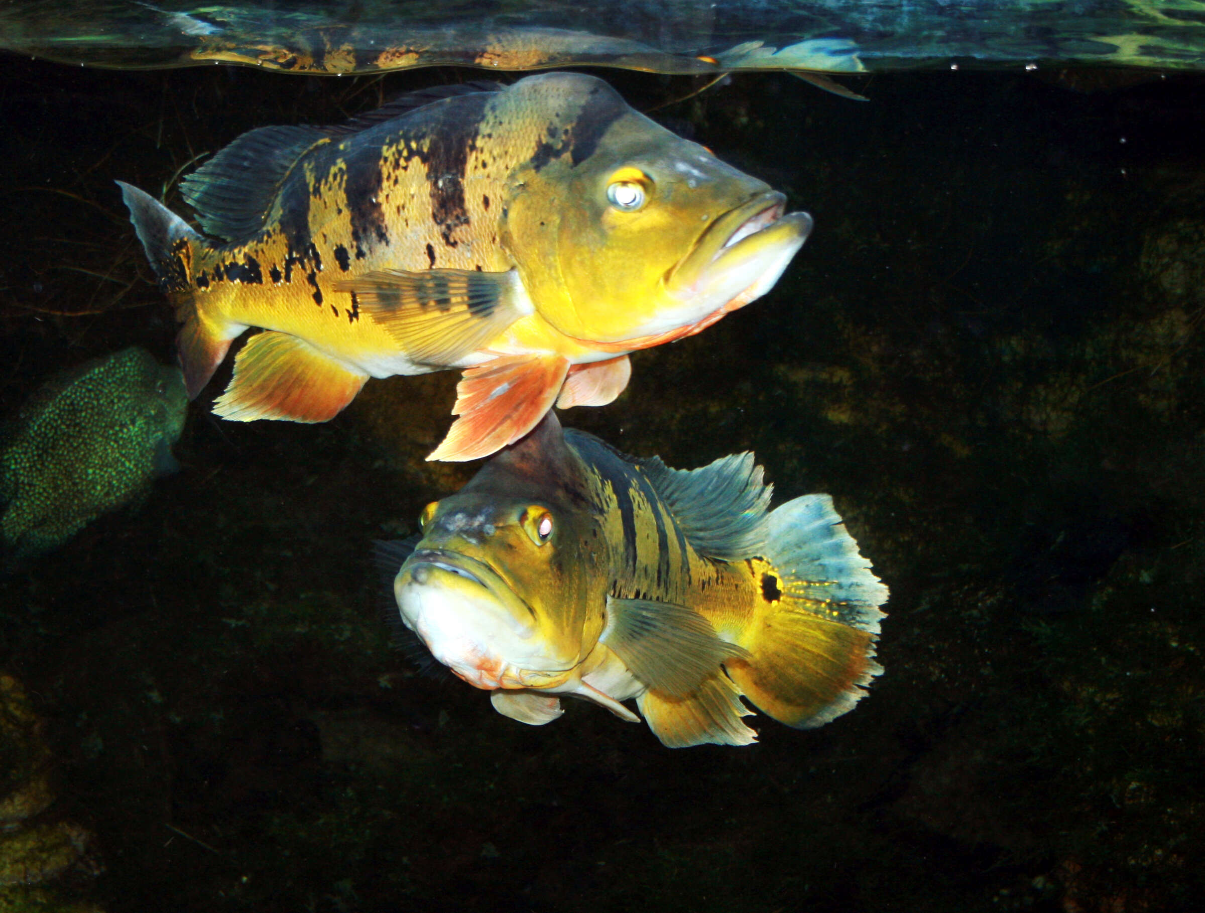 Image of Butterfly peacock bass