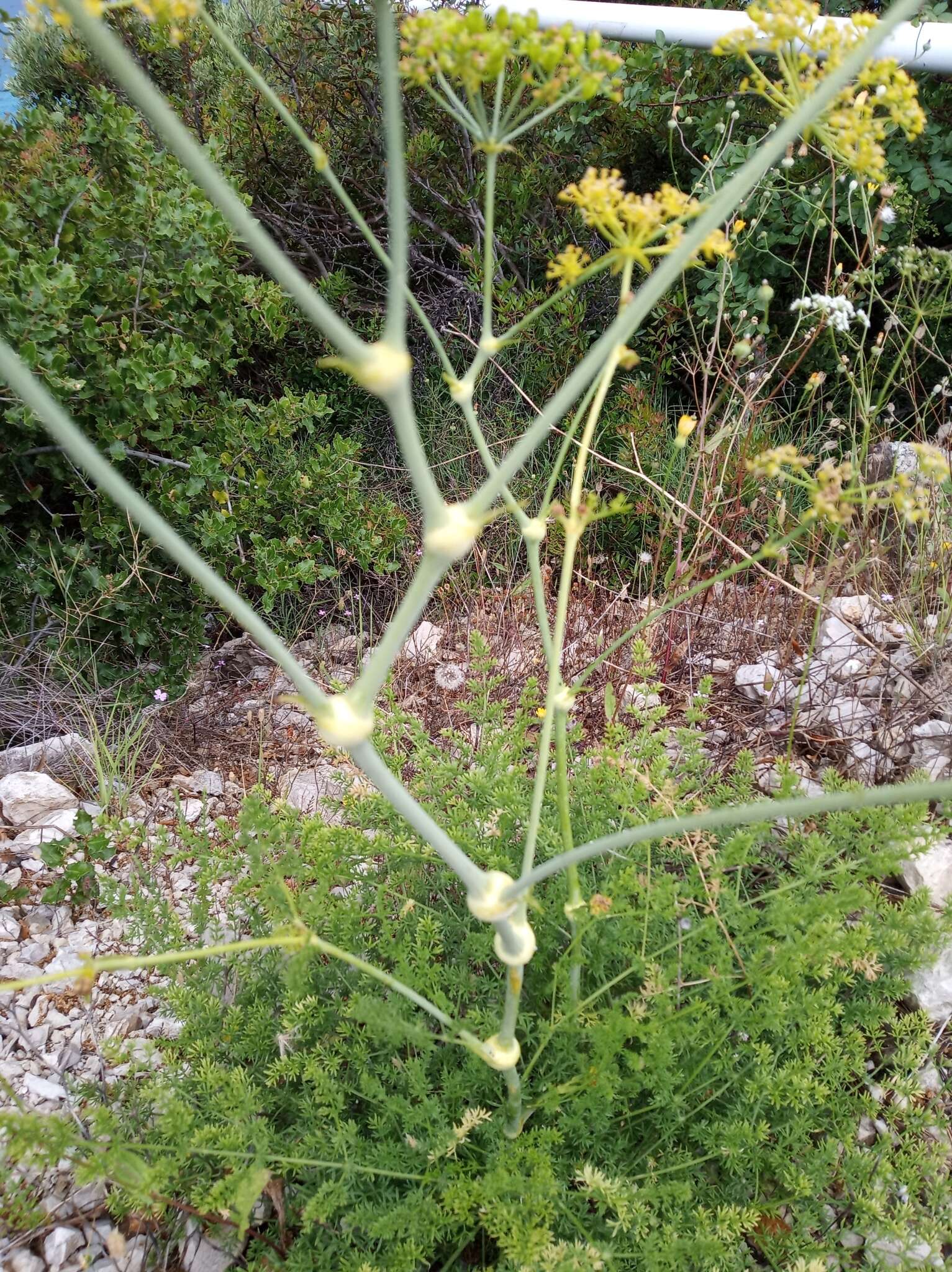 Ferulago nodosa (L.) Boiss. resmi