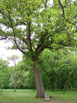 Sivun Quercus fusiformis Small kuva