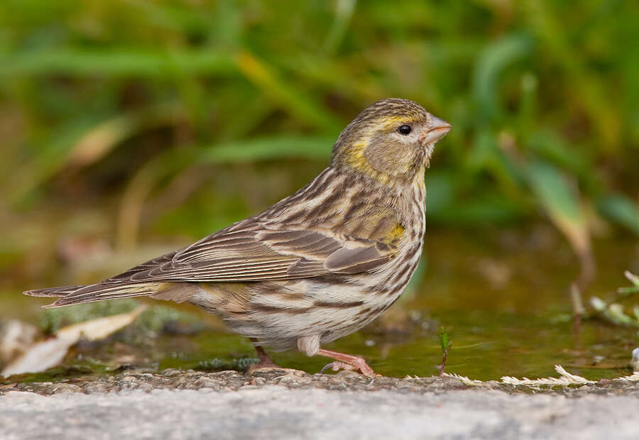 Image of serin, european serin