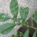 Solanum diphyllum L. resmi