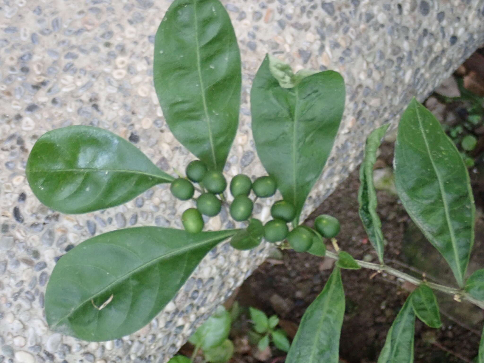 Слика од Solanum diphyllum L.