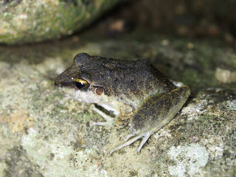 Image of Pristimantis danae (Duellman 1978)