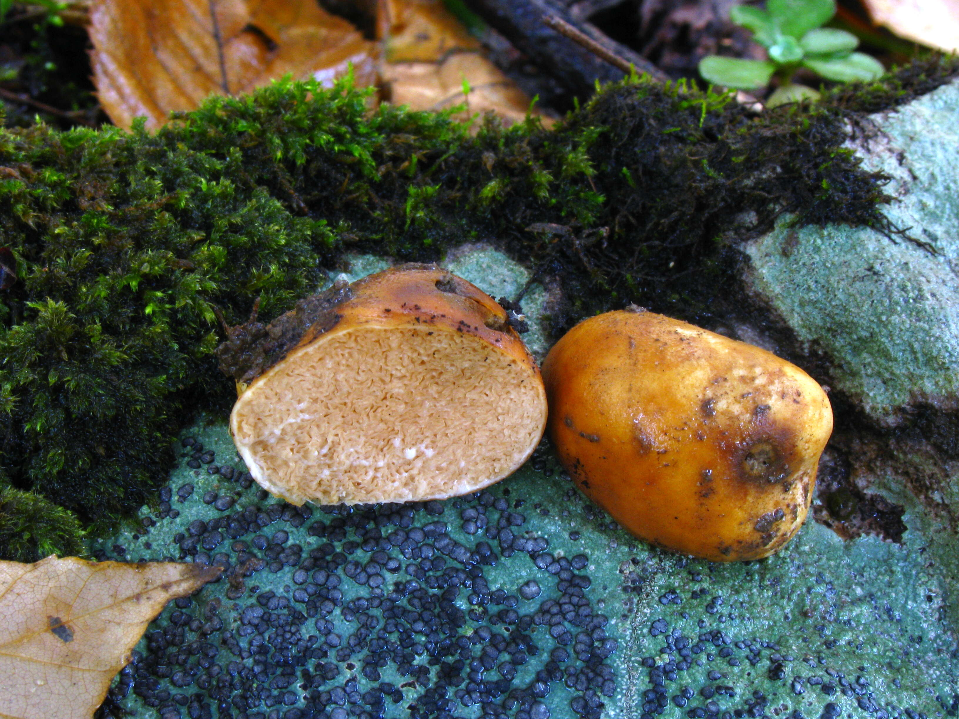 Image of Zelleromyces cinnabarinus Singer & A. H. Sm. 1960