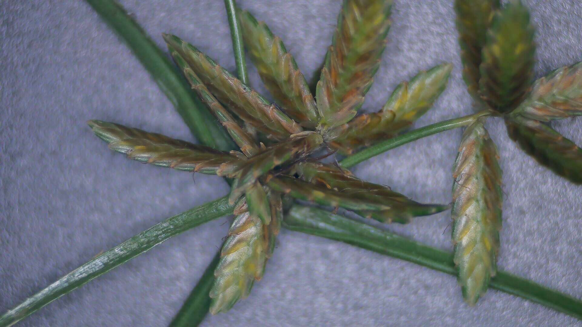 Imagem de Cyperus lanceolatus Poir.