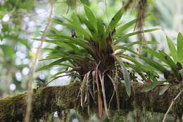 Image of Strong-billed Woodcreeper