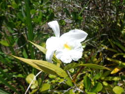 Image of Sobralia liliastrum Lindl.